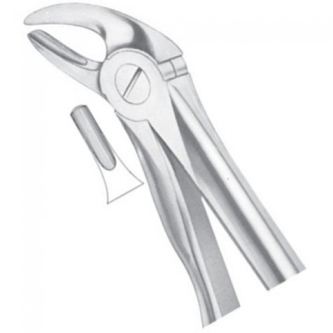 Fig 4 Lower Incisors And Canines