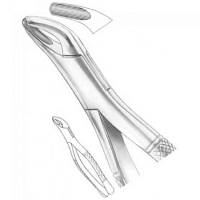 Fig # 8 Upper And Lower Third Molars 